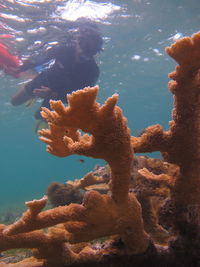 Close-up of jellyfish swimming in sea