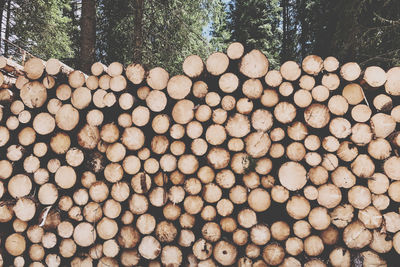 Stack of logs in forest