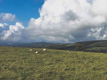 Scenic view of grassy field against sky