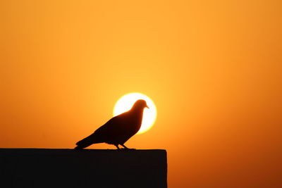 Silhouette bird perching on orange sun