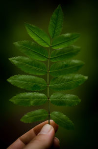 Close-up of hand holding plant leaves