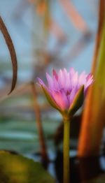 Close-up of pink lotus blooming outdoors