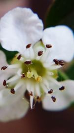 Close-up of white flower