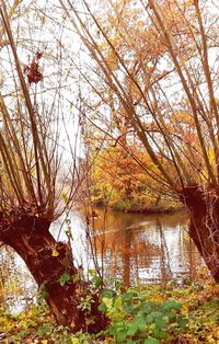 Scenic view of lake in forest during autumn