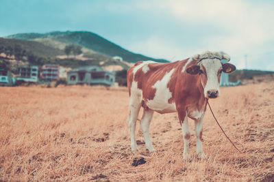 Portrait of cow standing on field against sky