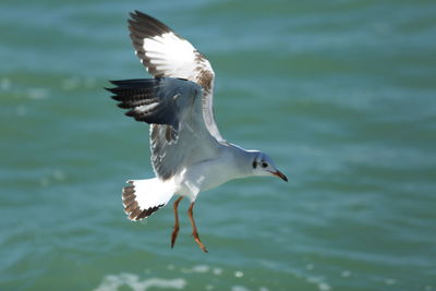 Bird flying over sea