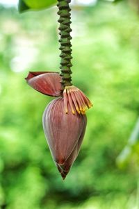 Close-up of red flower hanging on plant