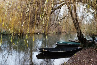 Close-up of lake against trees