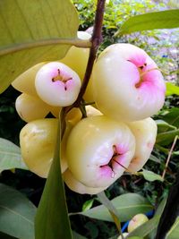 Close-up of fruits