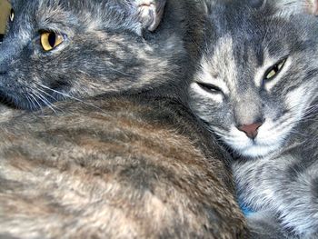 Close-up portrait of a cat