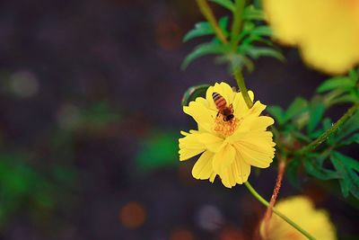 Close-up of insect on yellow flower