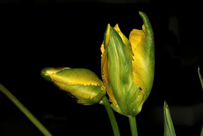 Close-up of green leaf