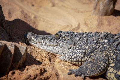 Close-up of a lizard on rock