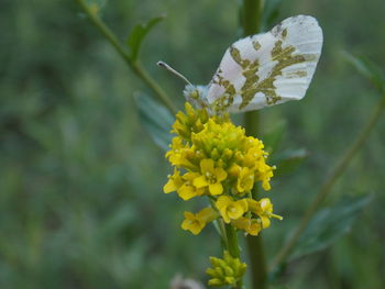 Close-up of butterfly pollinating on yellow flower