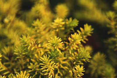 Close-up of yellow flowering plant