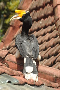 Close-up of bird perching on wood