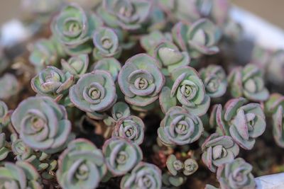 Close-up of succulent plant