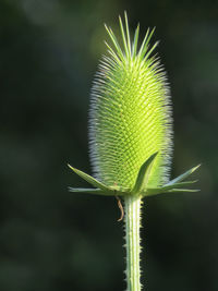Close-up of flower buds