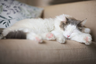 White cat sleeping on sofa at home