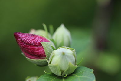 Close-up of pink flowering plant