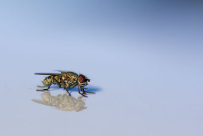 Macro shot of housefly with reflection against colored background