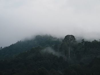 Trees in forest against sky during foggy weather