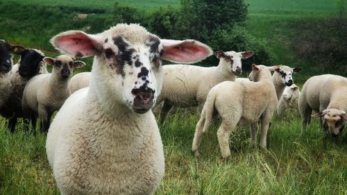 Sheep standing in a field