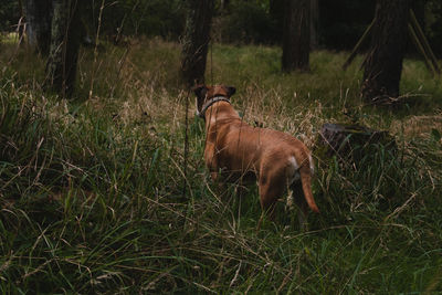 Dog in a field