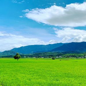 Scenic view of agricultural field against sky