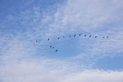 Low angle view of birds flying in sky