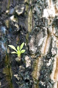 Close-up of plant growing on tree trunk