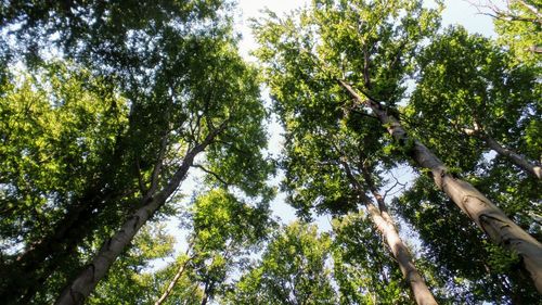 Low angle view of trees in forest