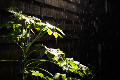Close-up of raindrops on plant