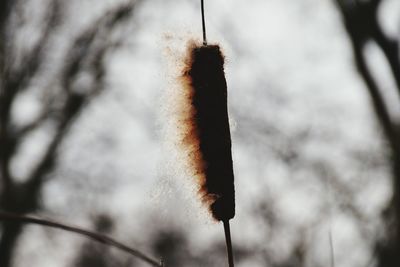 Close-up of object against blurred background