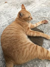 High angle view of cat relaxing on floor