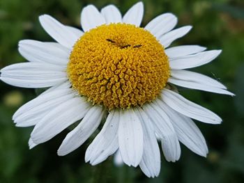 Close-up of white flower