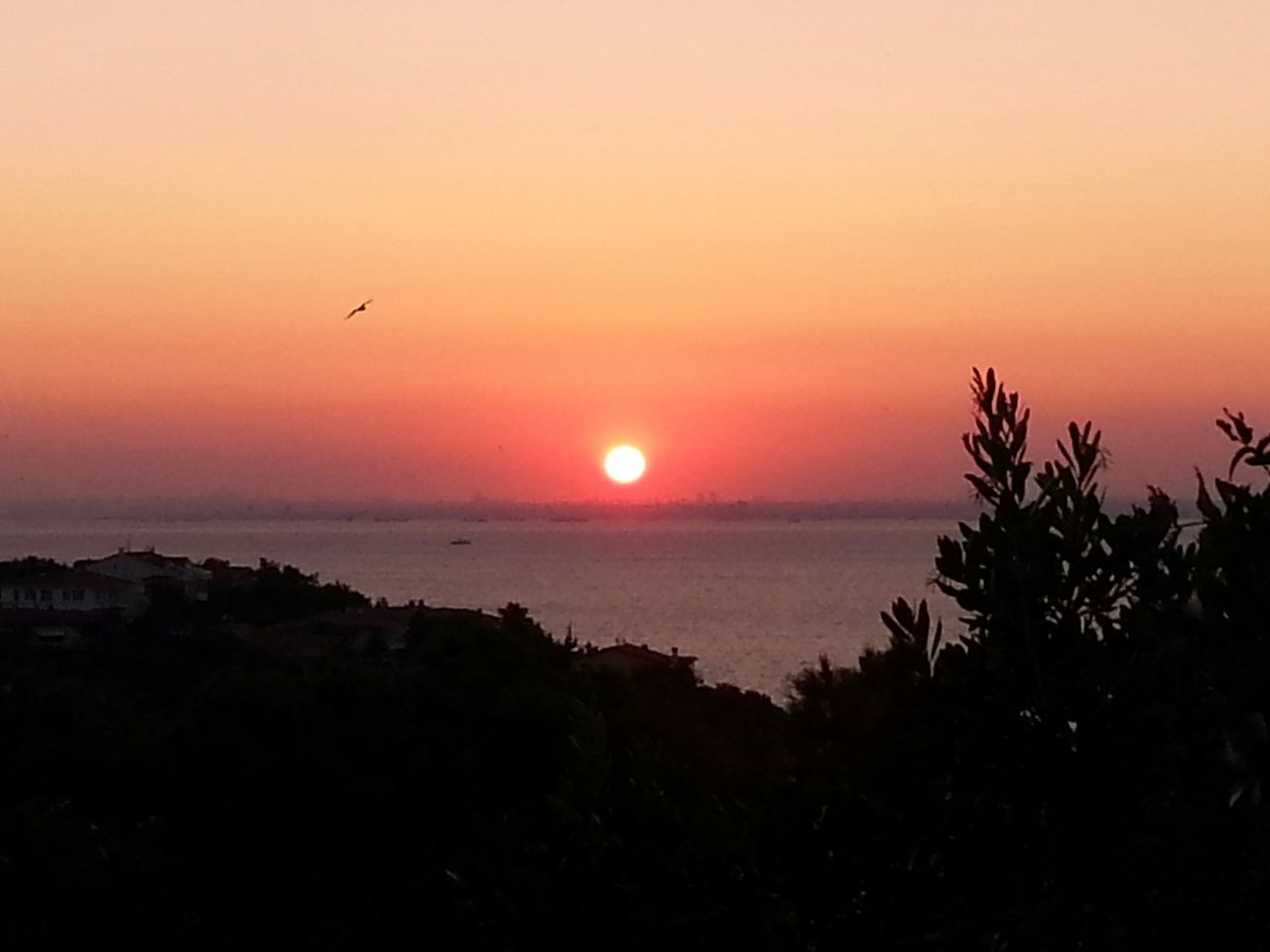 sunset, sea, sun, horizon over water, bird, orange color, scenics, water, silhouette, tranquil scene, beauty in nature, animal themes, tranquility, flying, idyllic, clear sky, nature, animals in the wild, wildlife, sky