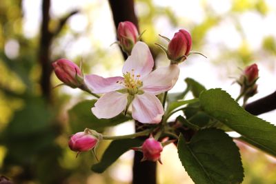 Close-up of pink cherry blossoms in spring