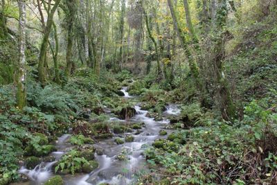 Stream flowing through forest