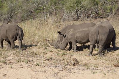 Elephant in a row