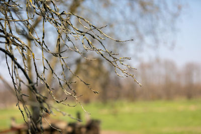 Close-up of branch against sky