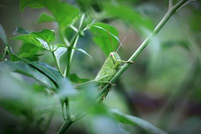 Close-up of insect on plant