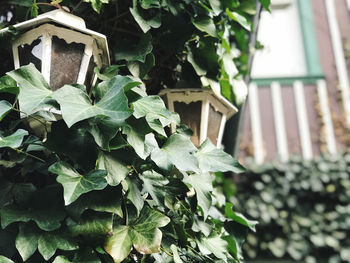 Close-up of ivy growing on building