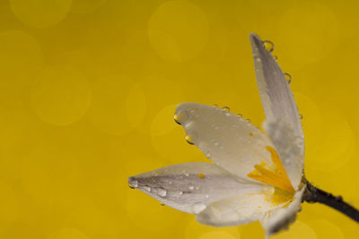 Close-up of wet yellow flower