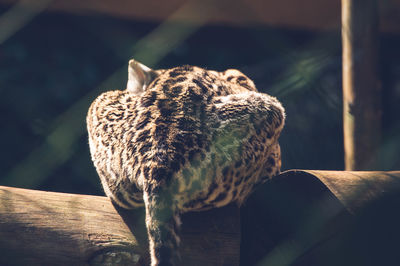 Close-up of a bird