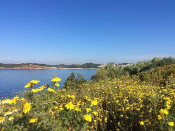 Yellow flowering plants on land against clear blue sky