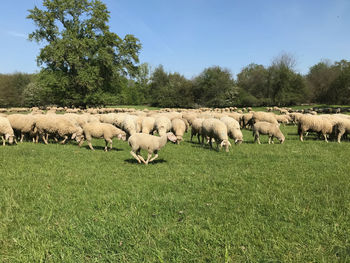 Flock of sheep on field