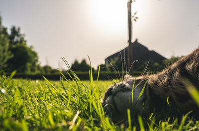 Close-up of cat lying on field