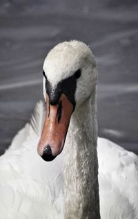 Close-up of swan swimming