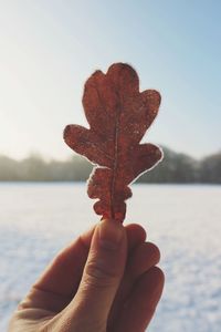 Close-up of hand holding maple leaf during winter